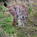 slides/IMG_0947.jpg eurasian, lynx, wildlife, feline, big cat, cat, predator, fur, eye, marking, tuft, ear WBCW127 - Eurasian Lynx